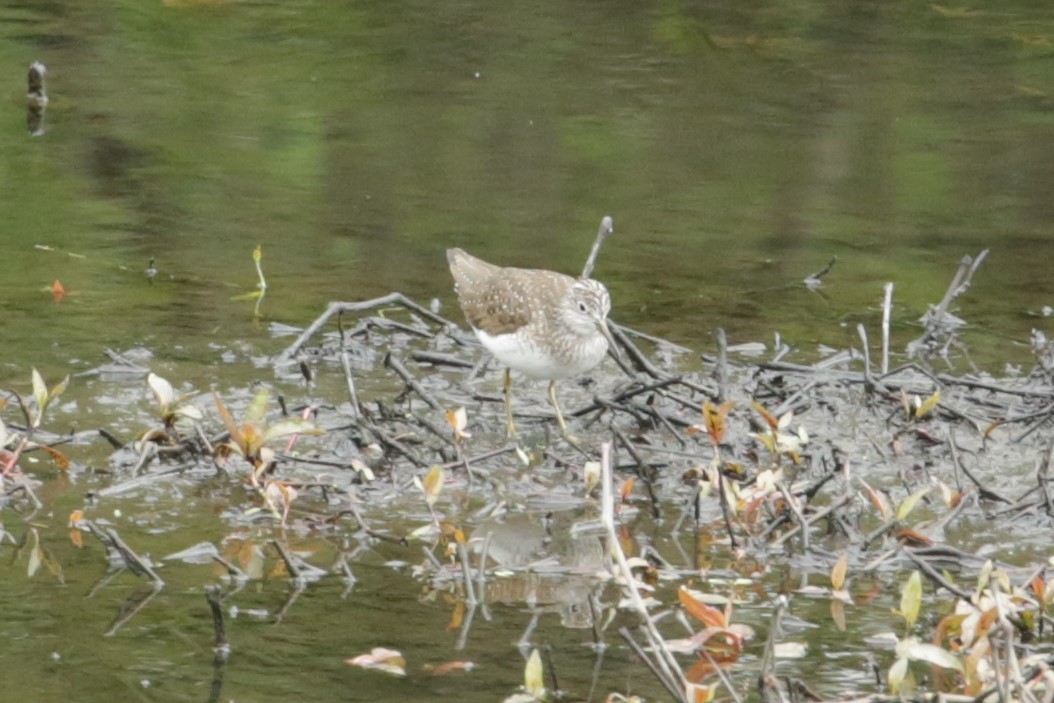 Solitary Sandpiper - ML618521437