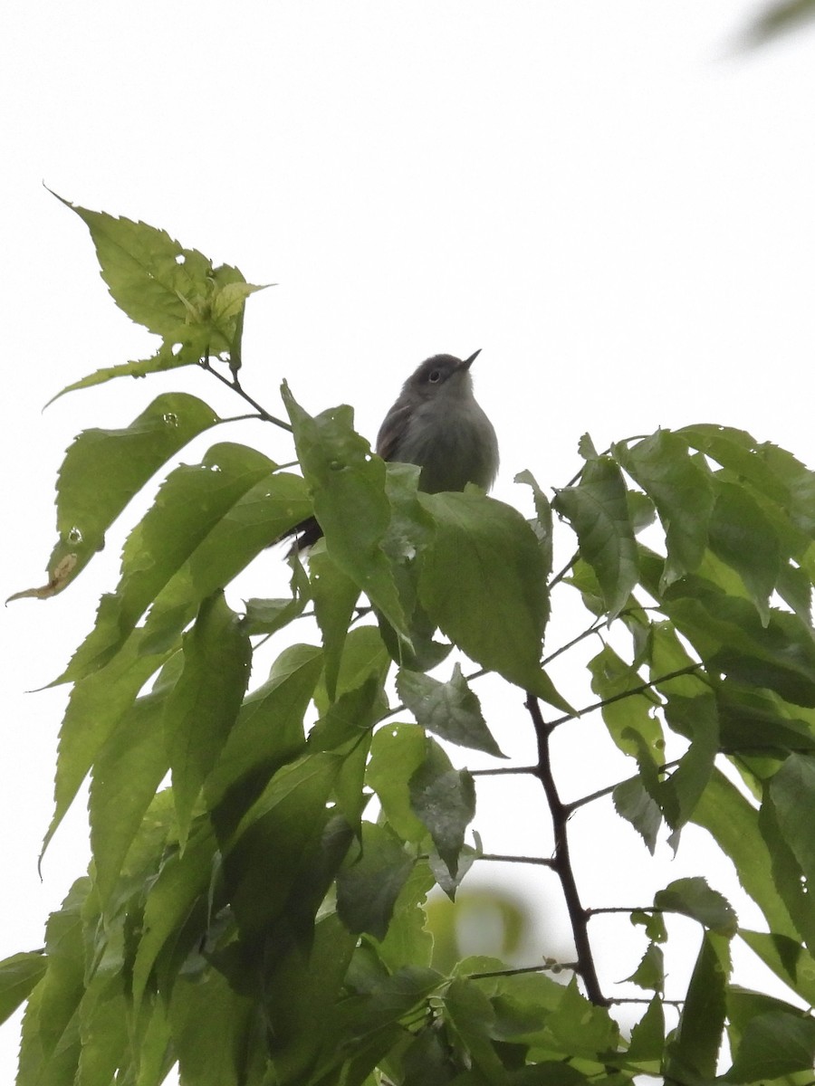 Blue-gray Gnatcatcher - Tracy Mosebey