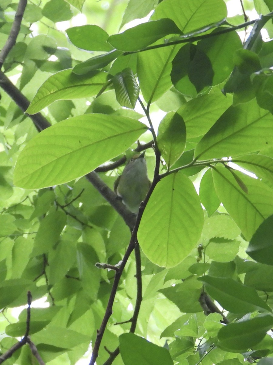 White-eyed Vireo - Tracy Mosebey