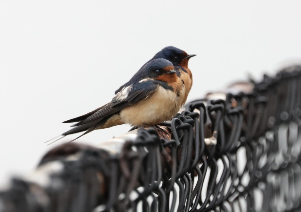 Barn Swallow - ML618521550