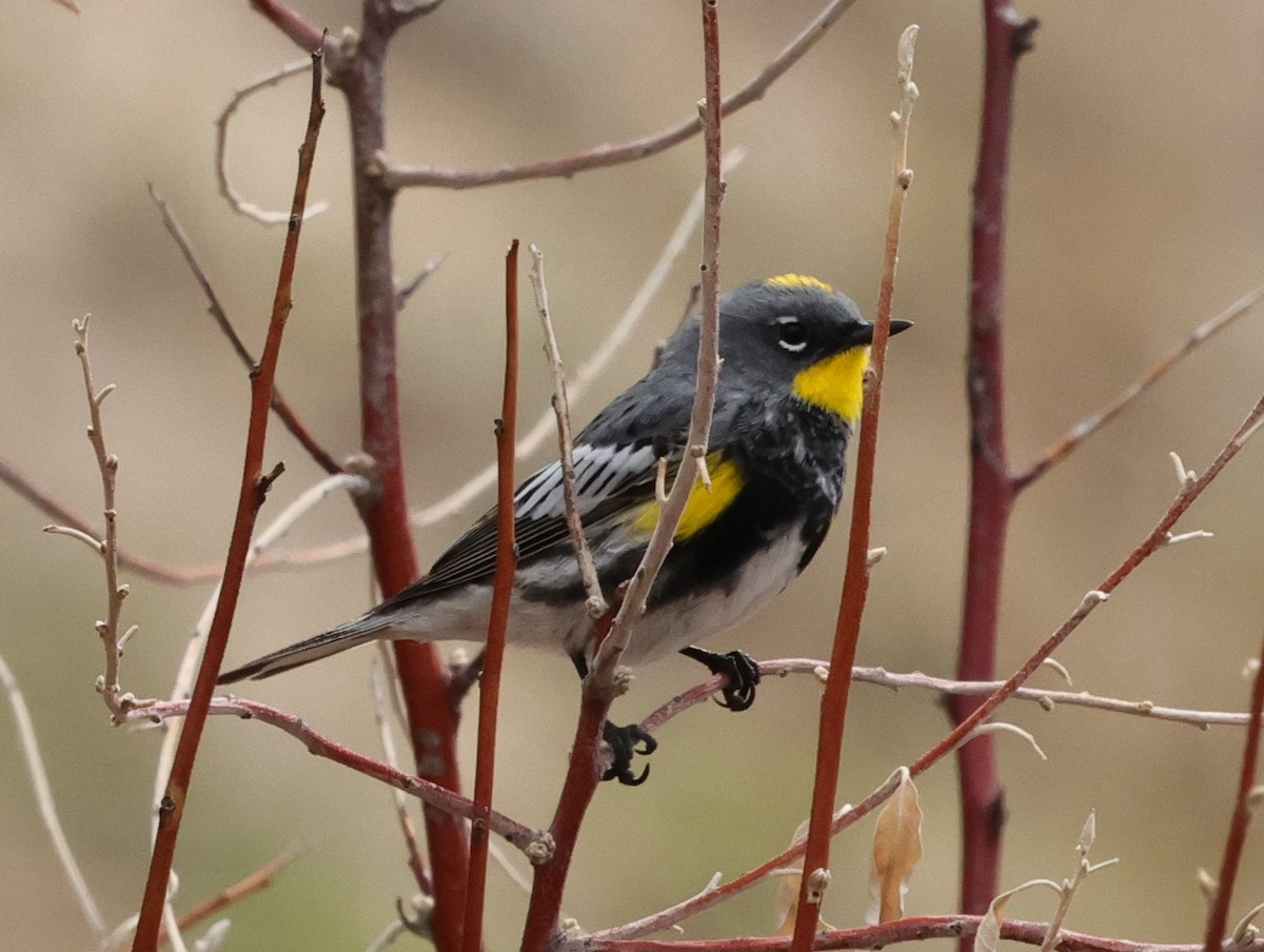 Yellow-rumped Warbler - Chris Gilbert