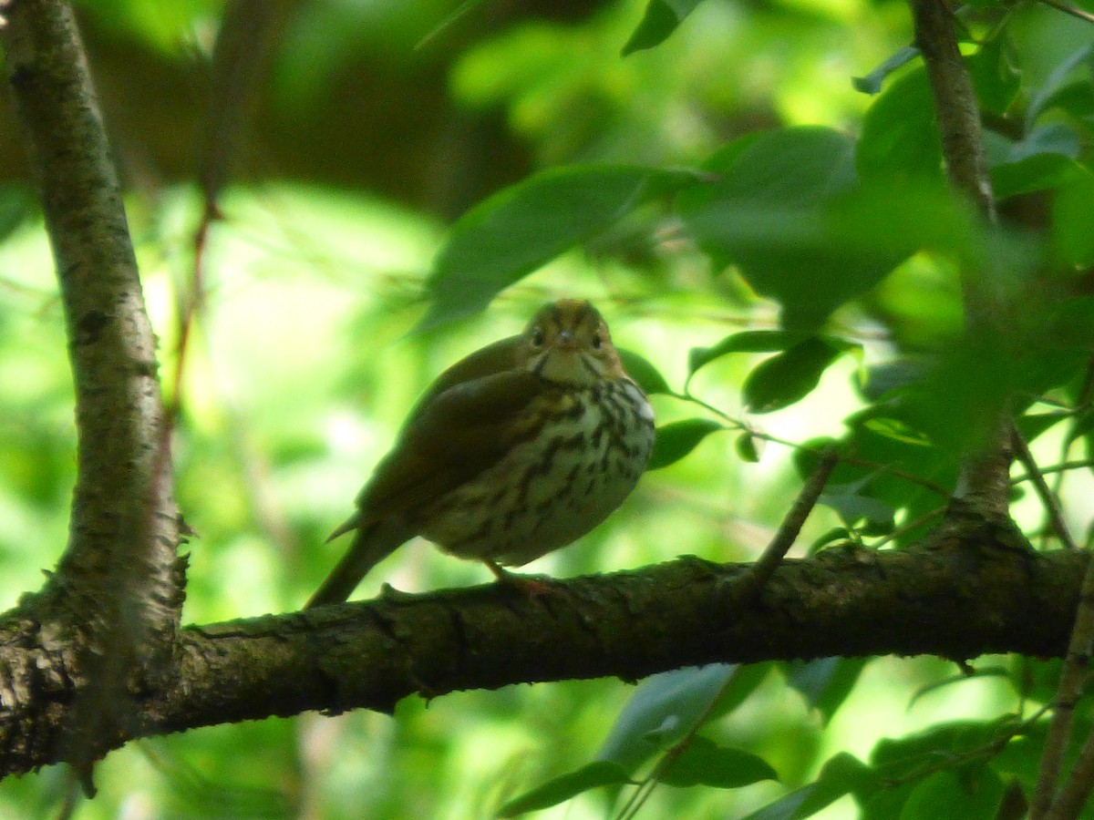 Ovenbird - ML618521566