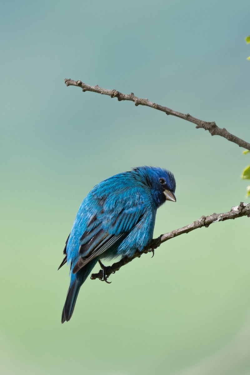 Indigo Bunting - Suzy Deese