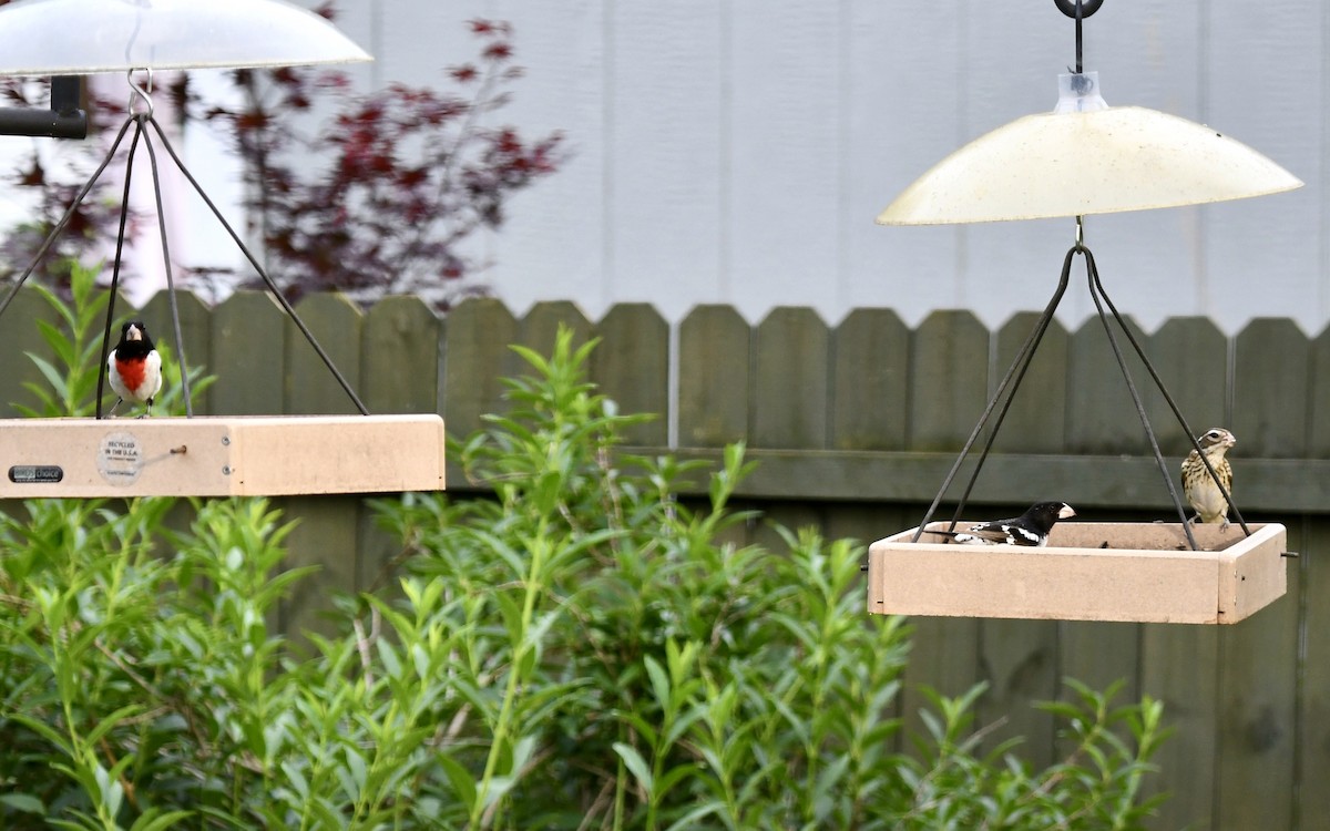 Rose-breasted Grosbeak - ML618521577