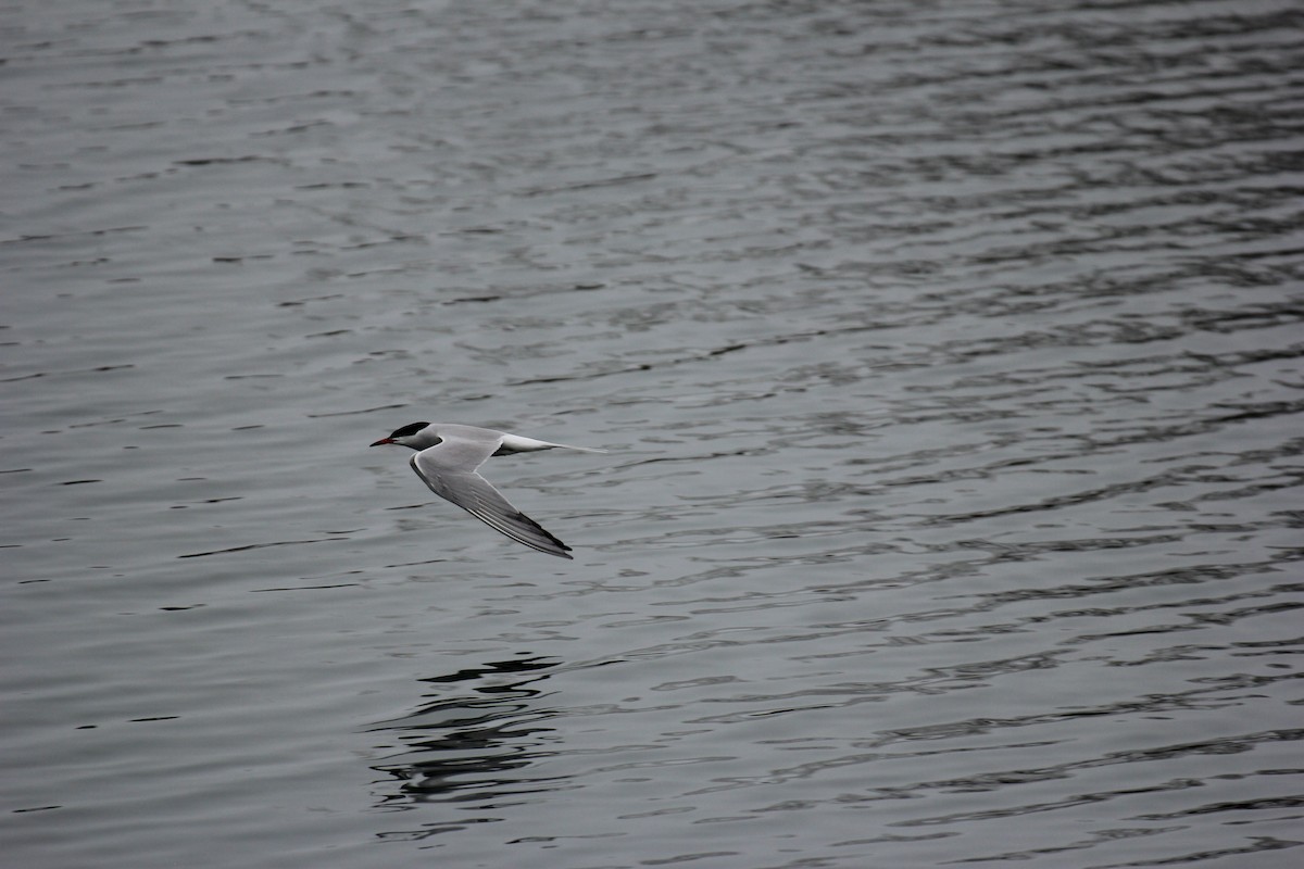 Common Tern - ML618521578