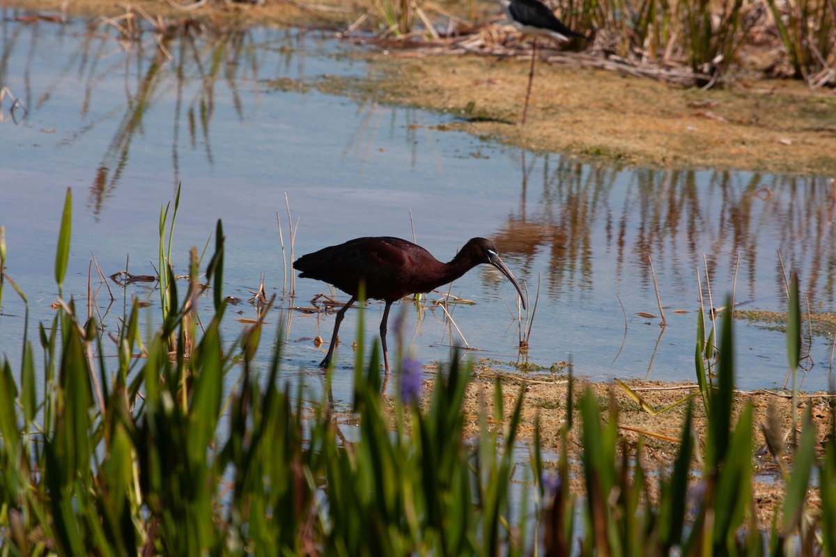 ibis hnědý - ML618521600