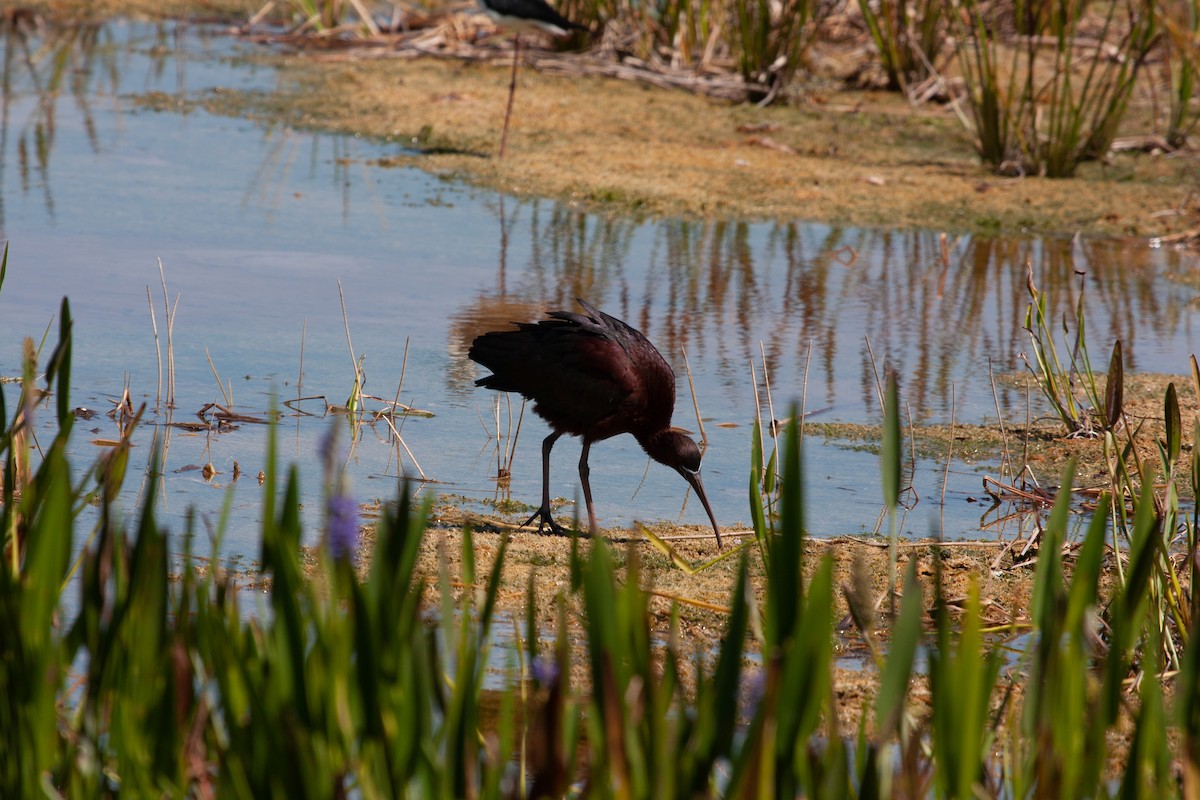 ibis hnědý - ML618521601