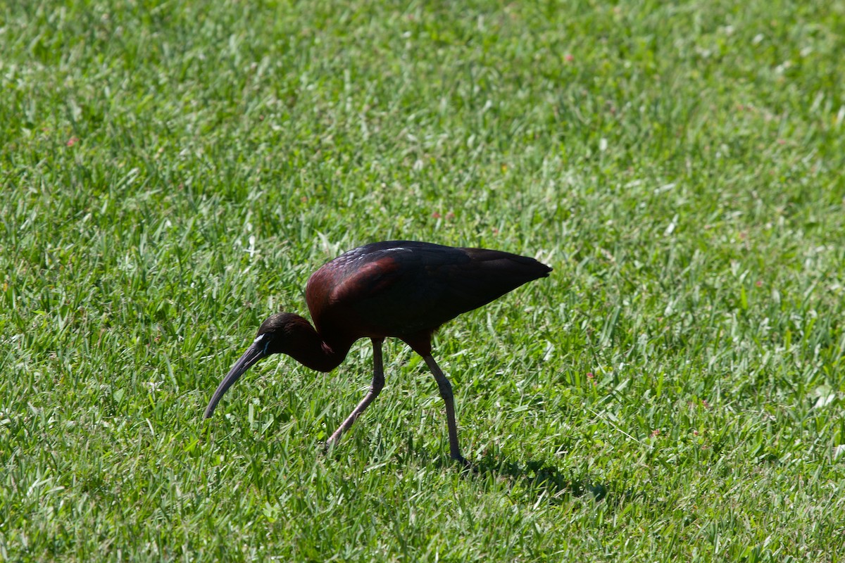 ibis hnědý - ML618521602