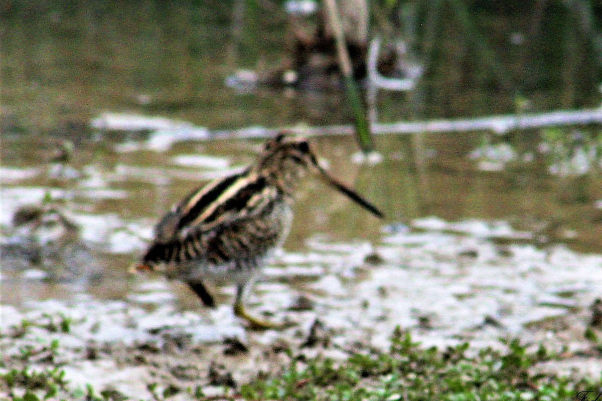 Puna Snipe - ML61852161