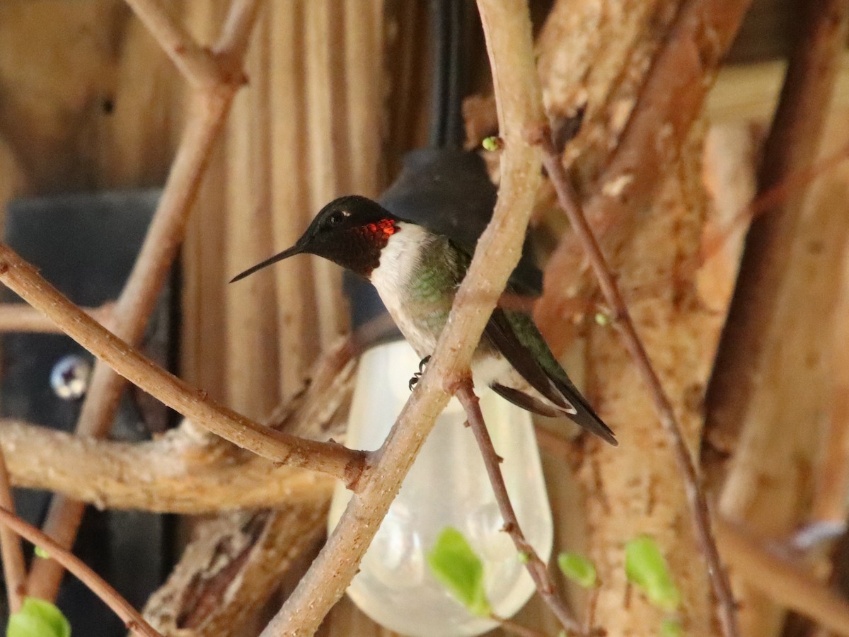 Ruby-throated Hummingbird - ML618521616