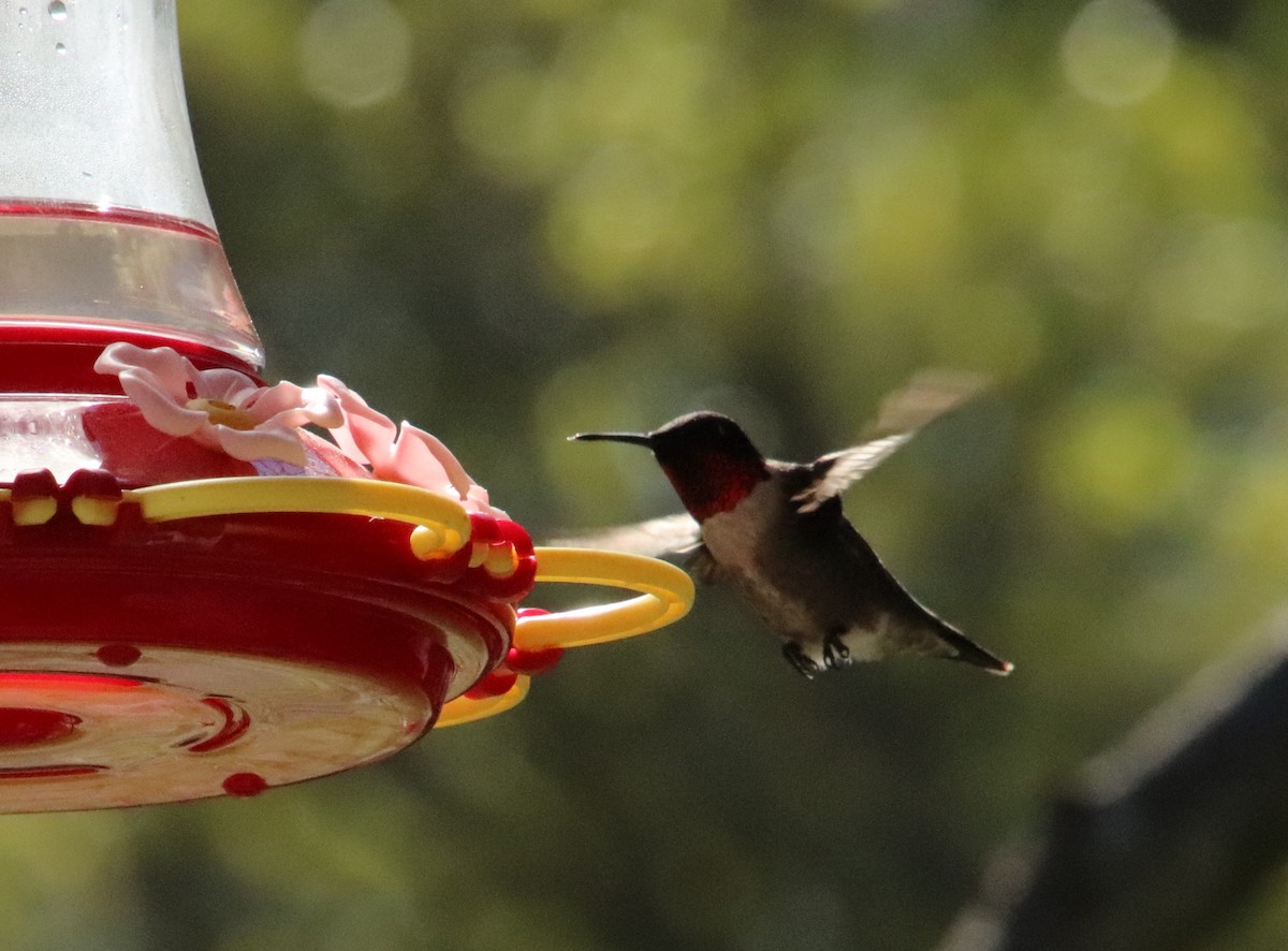 Ruby-throated Hummingbird - ML618521617