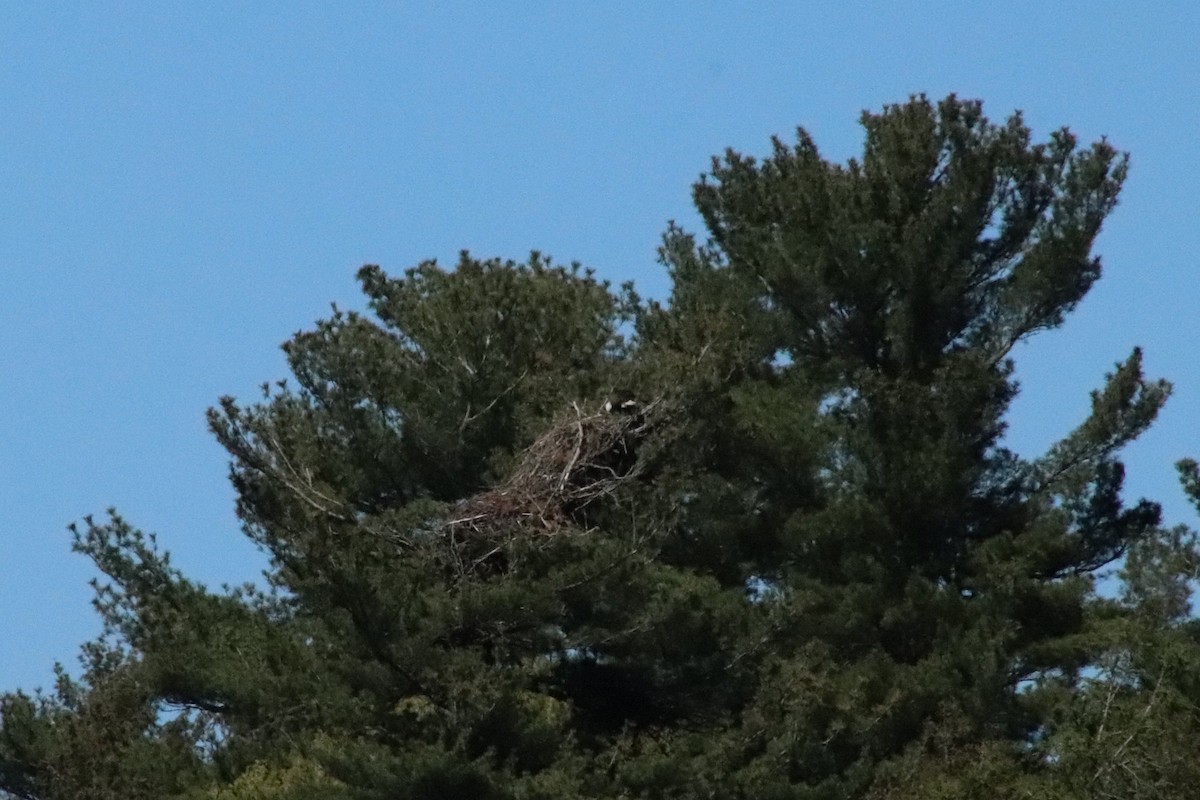 Bald Eagle - ML618521641