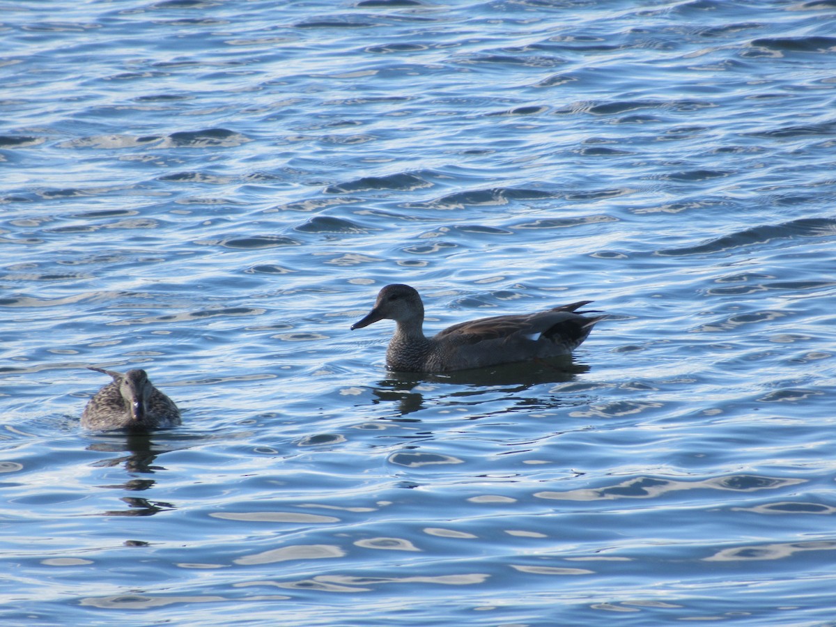 Canard chipeau - ML618521673