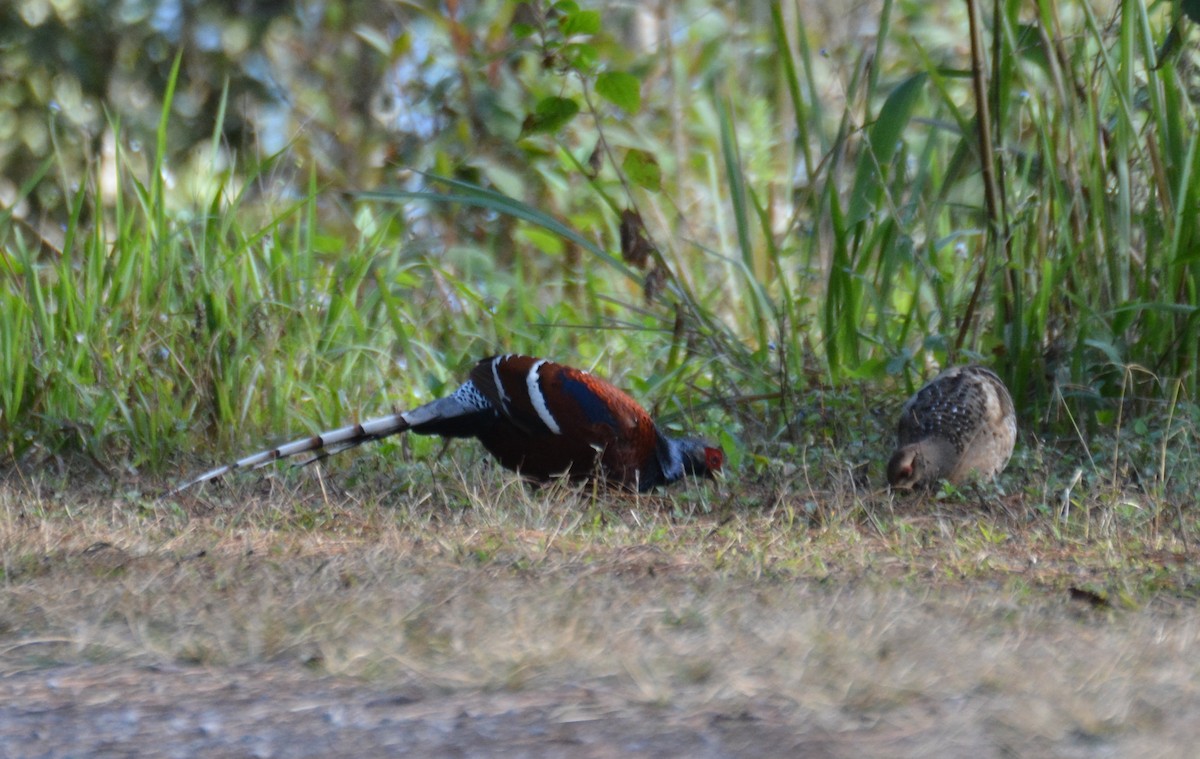 Mrs. Hume's Pheasant - ML618521675