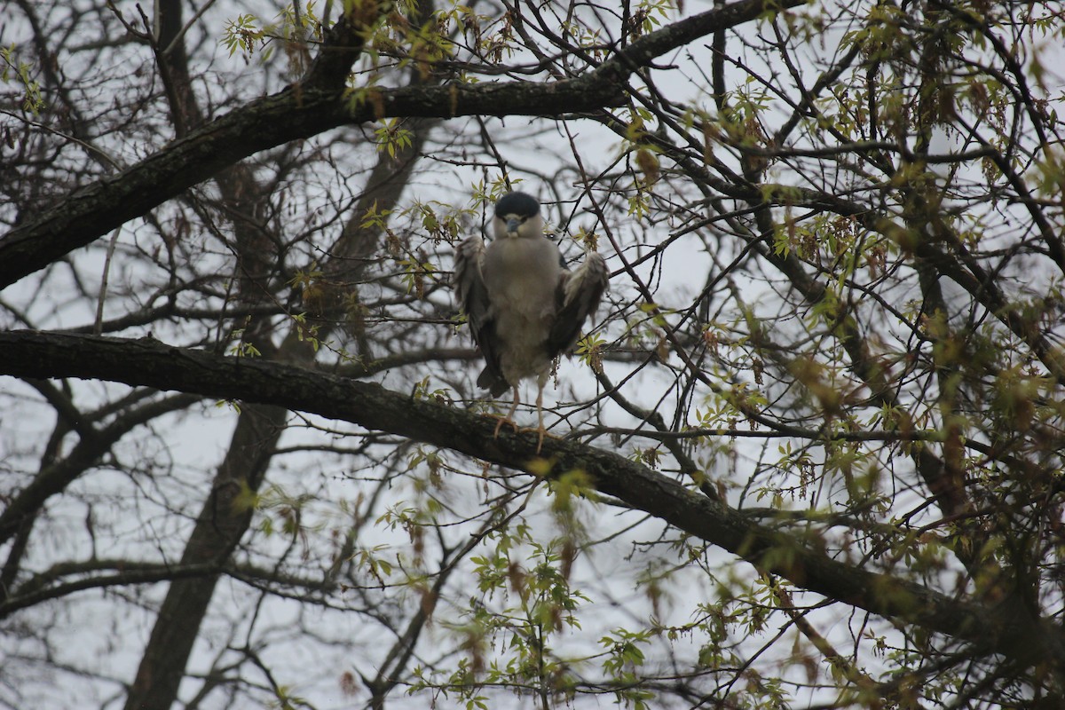 Black-crowned Night Heron - ML618521694