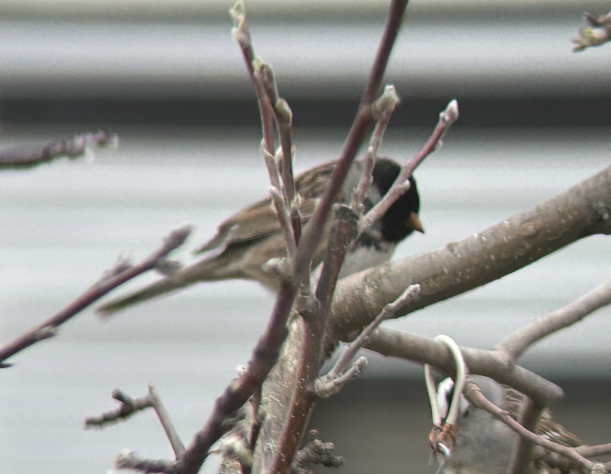 Harris's Sparrow - ML618521727