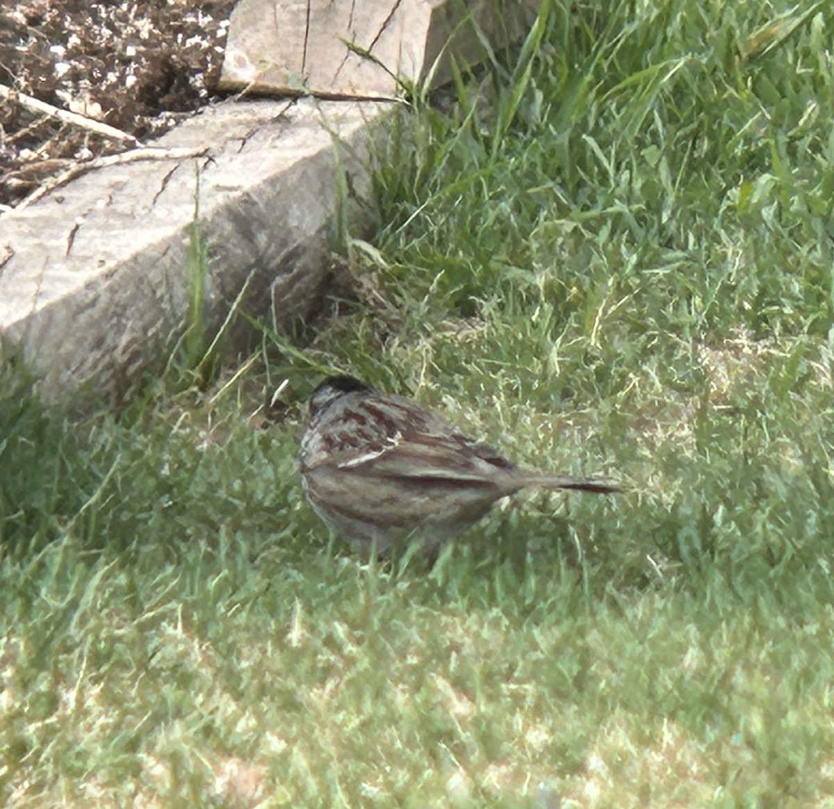 Harris's Sparrow - ML618521728