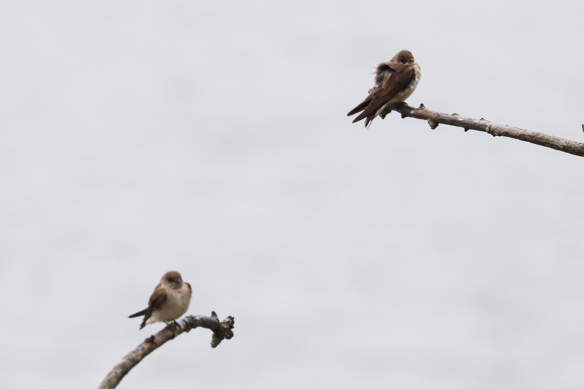 Northern Rough-winged Swallow - Debra Rittelmann