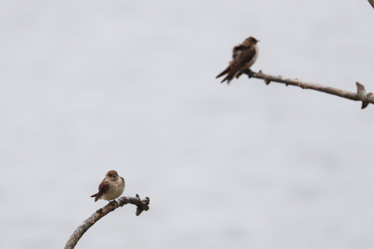 Northern Rough-winged Swallow - ML618521753