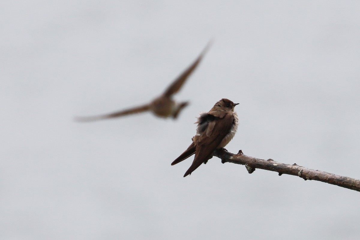Northern Rough-winged Swallow - Debra Rittelmann