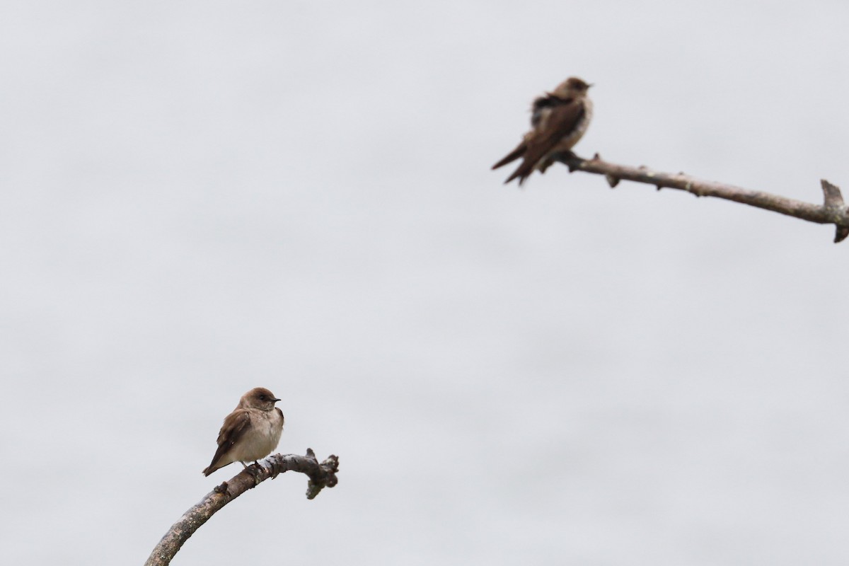 Northern Rough-winged Swallow - ML618521755
