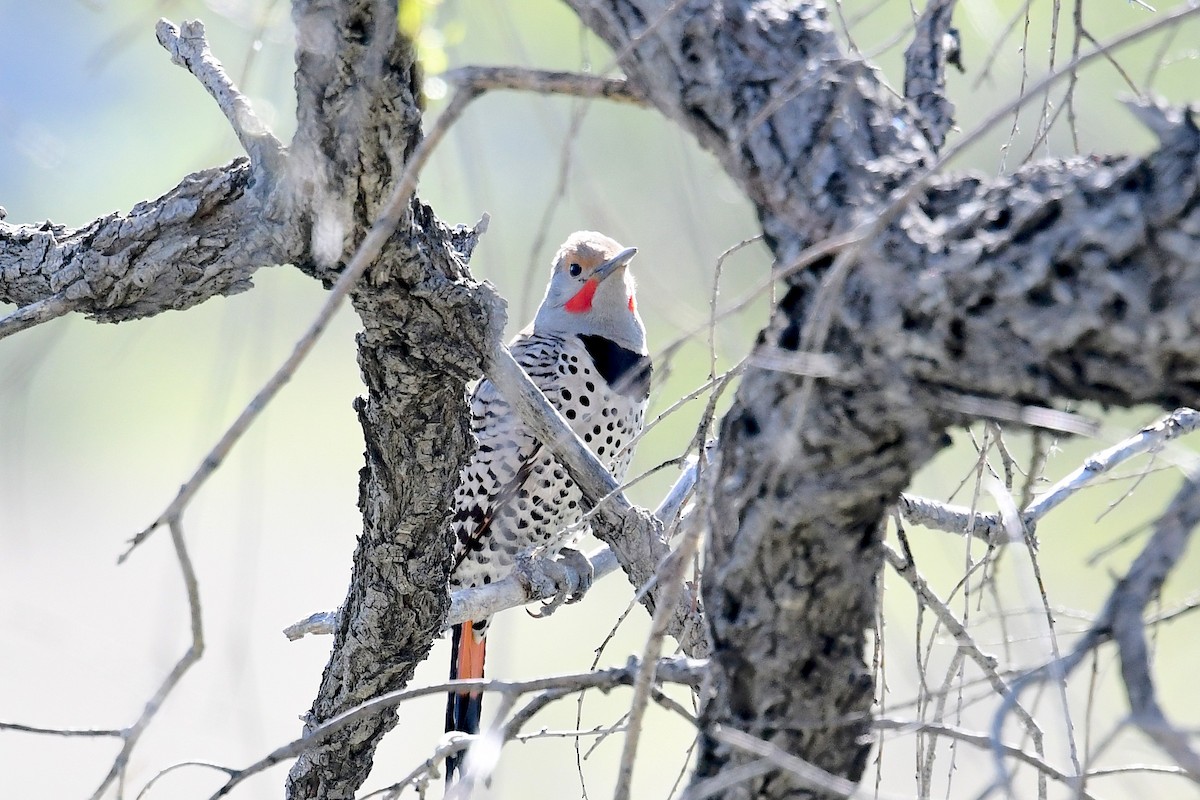 Шилоклювый дятел - ML618521758