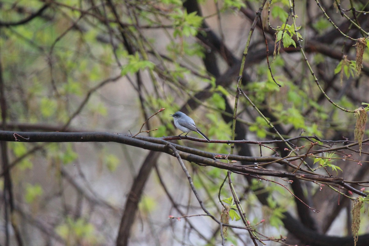 Blue-gray Gnatcatcher - ML618521784