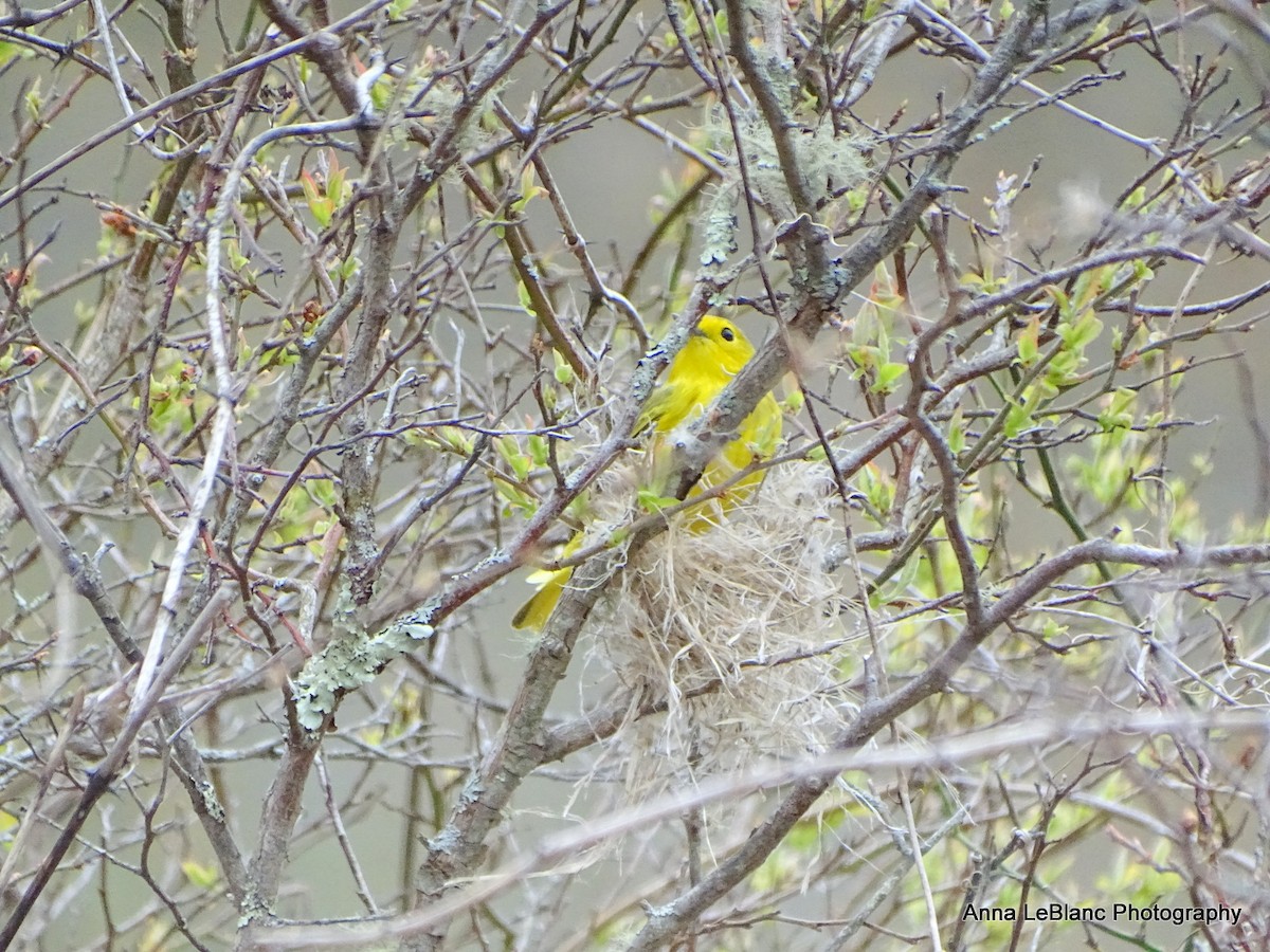 Yellow Warbler (Northern) - ML618521792