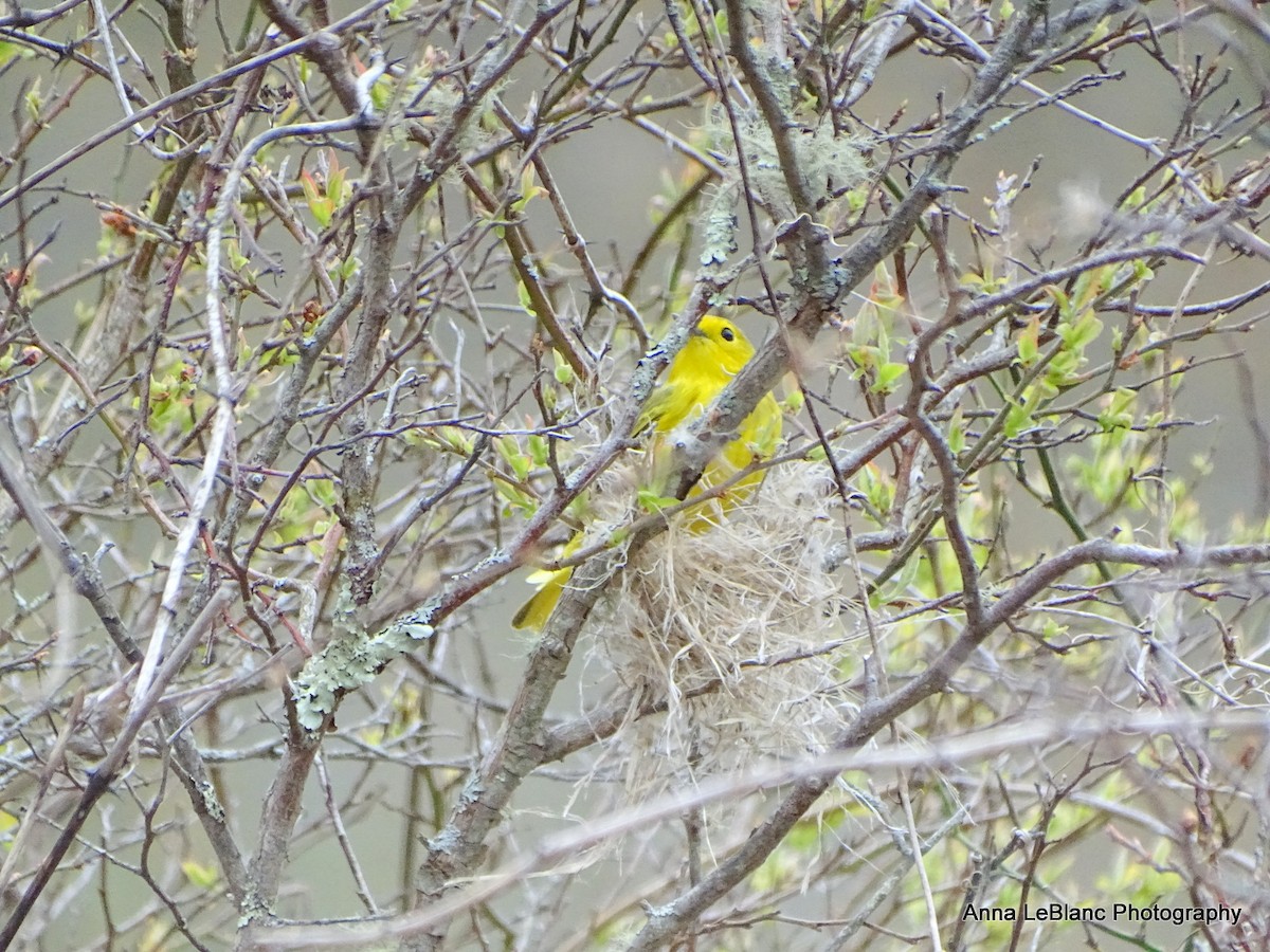 Yellow Warbler - Anna LeBlanc