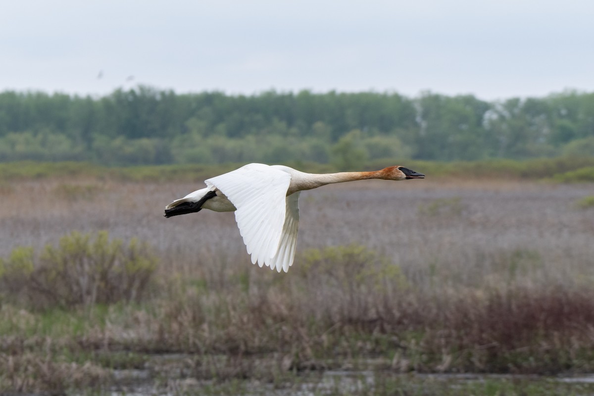 Trumpeter Swan - ML618521800