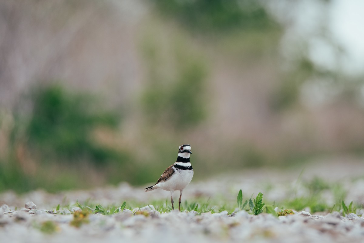 Killdeer - ML618521813