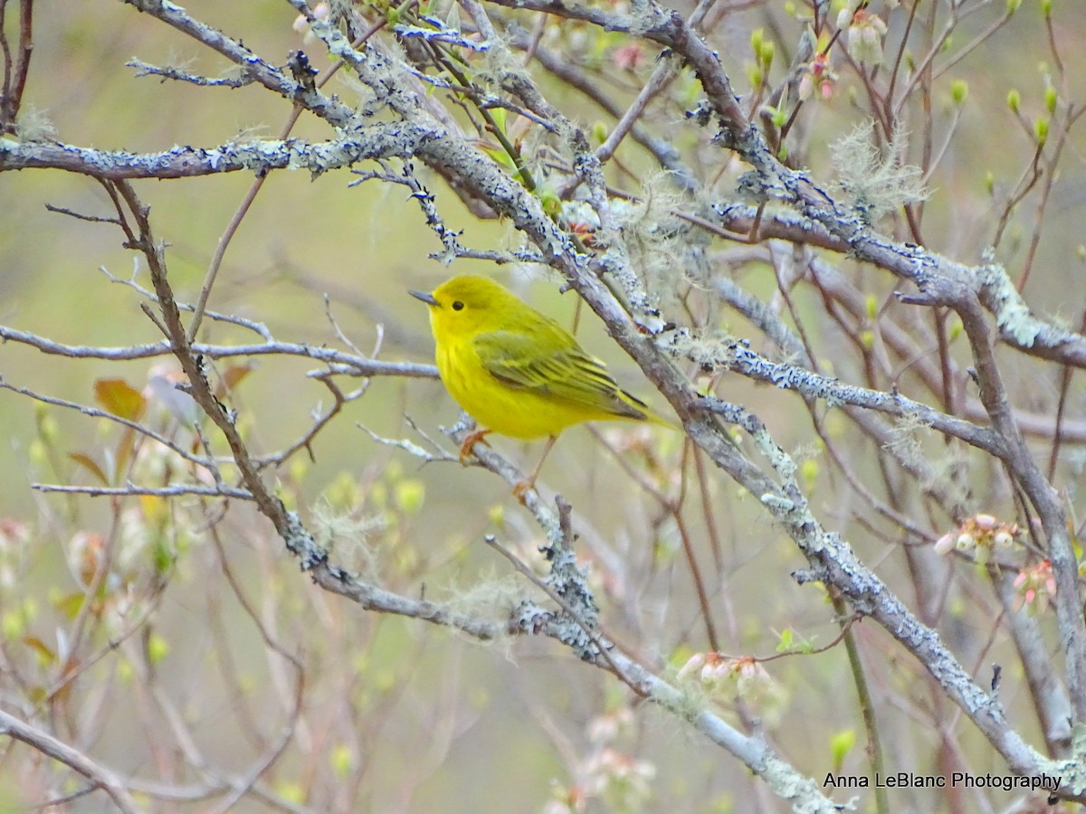 Yellow Warbler - Anna LeBlanc