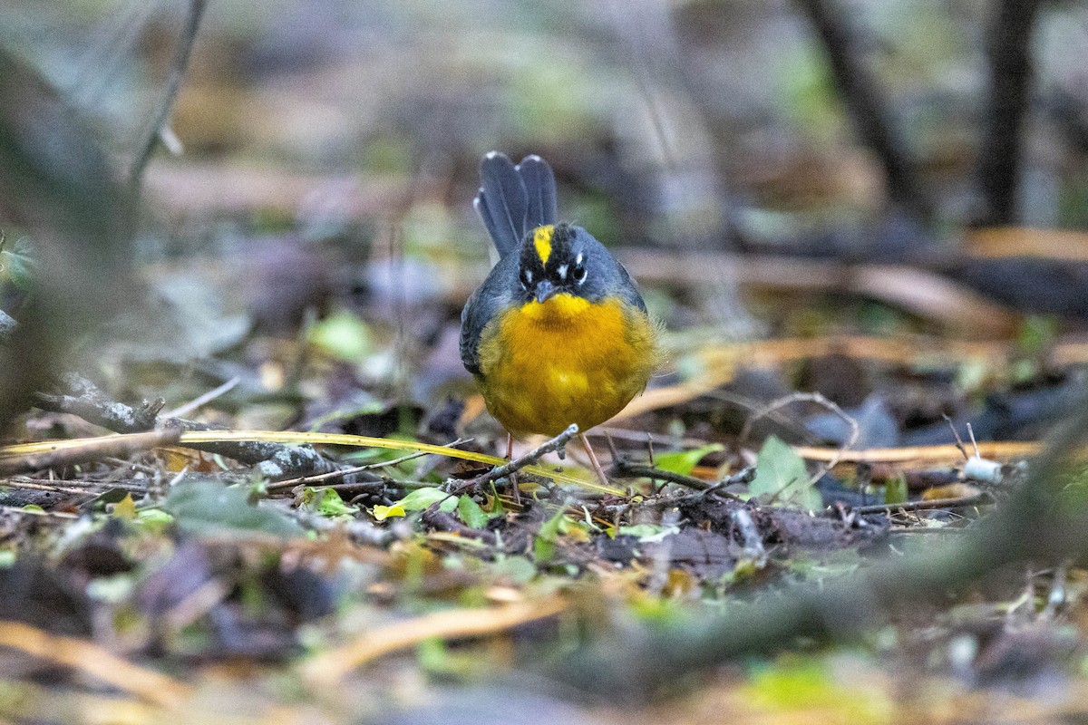 Fan-tailed Warbler - ML618521823