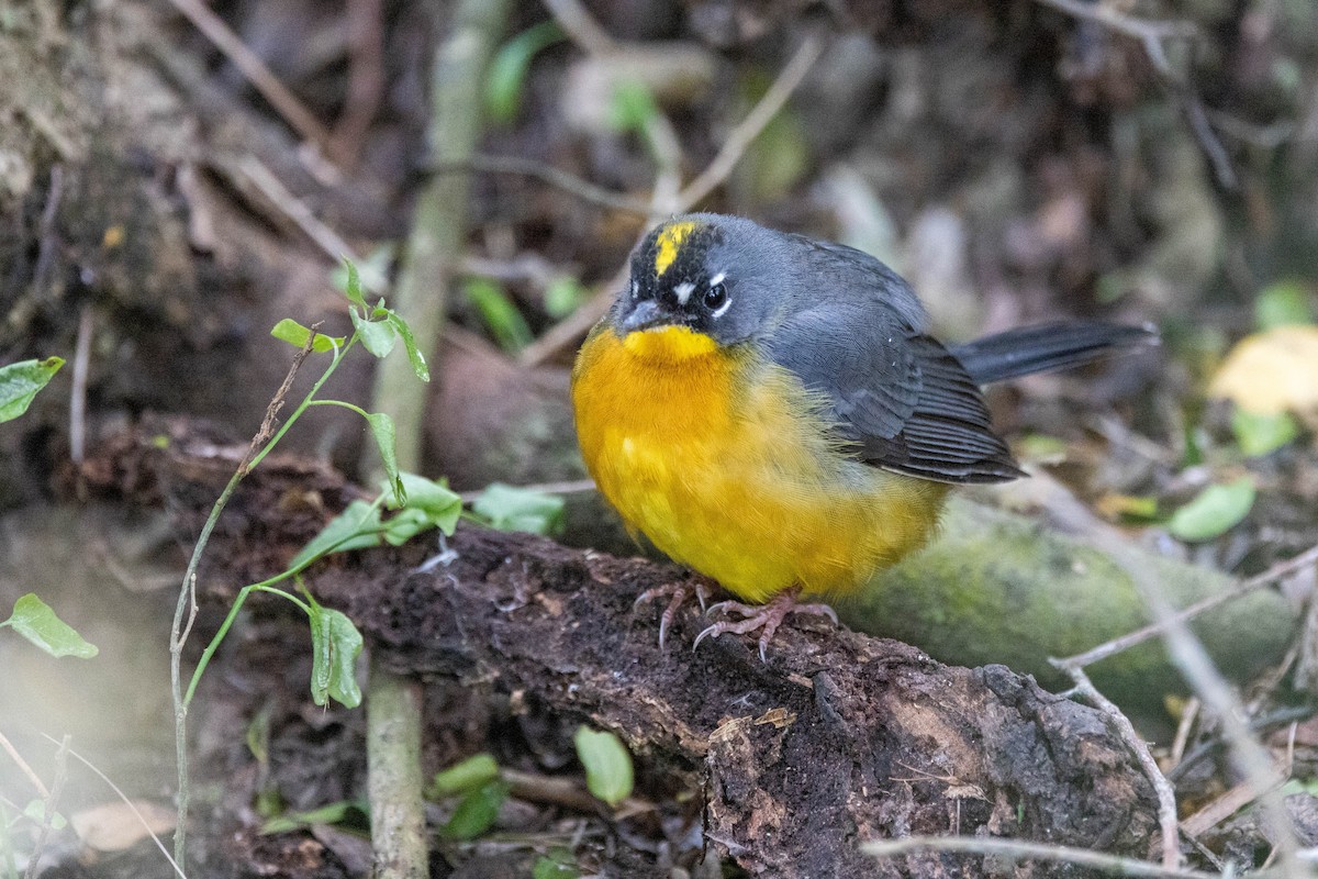 Fan-tailed Warbler - ML618521825