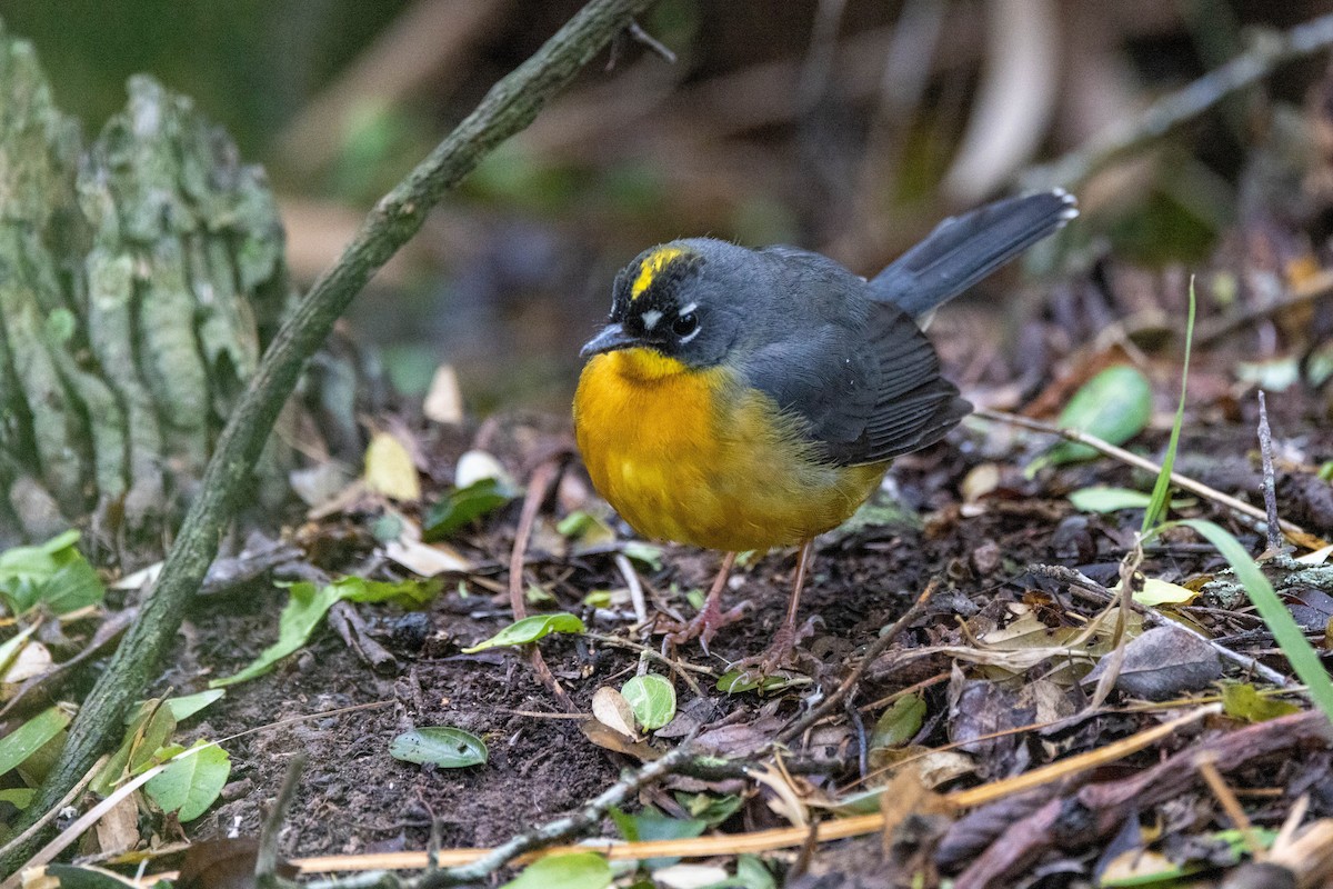 Fan-tailed Warbler - ML618521826