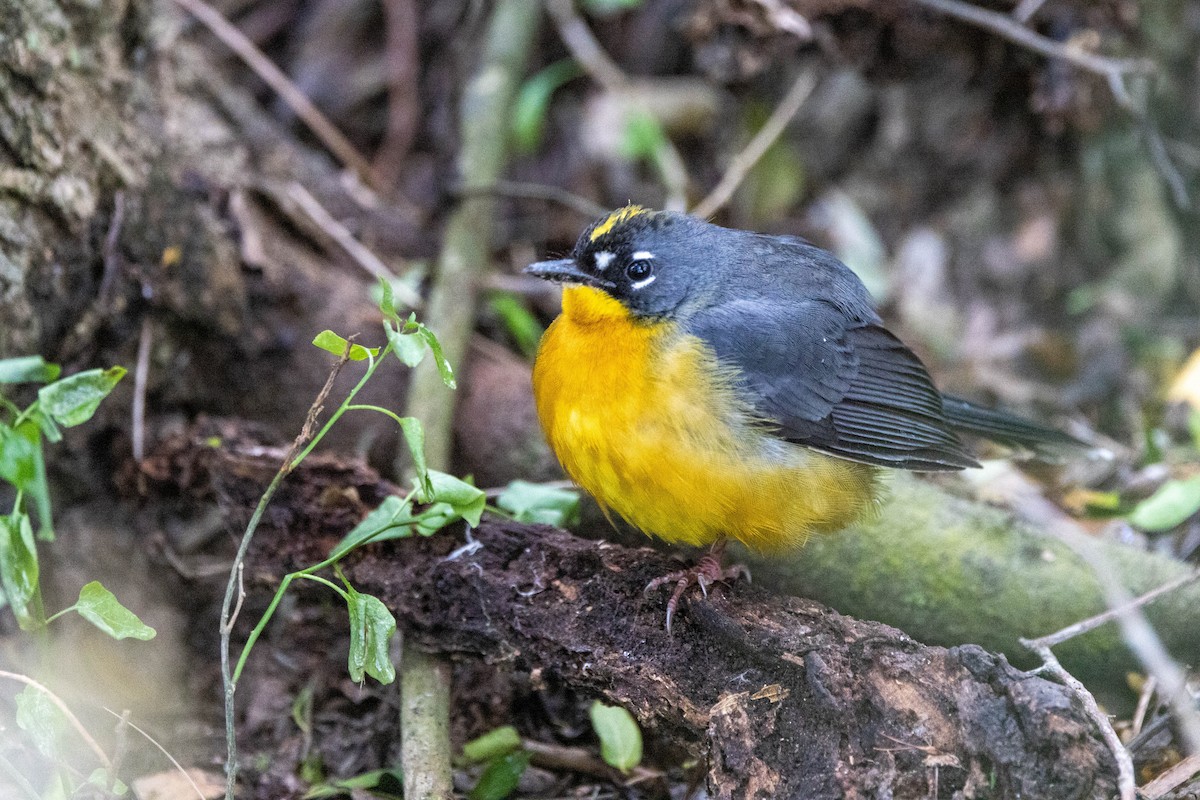 Fan-tailed Warbler - ML618521827