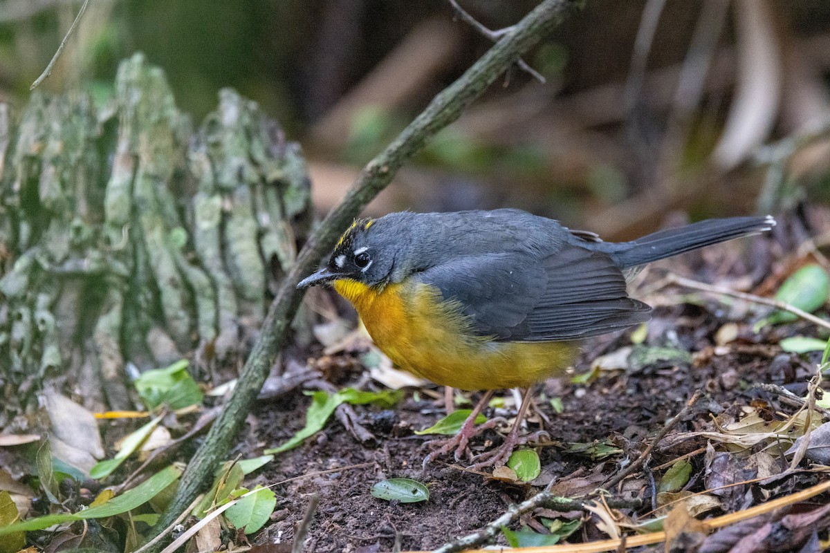 Fan-tailed Warbler - ML618521829