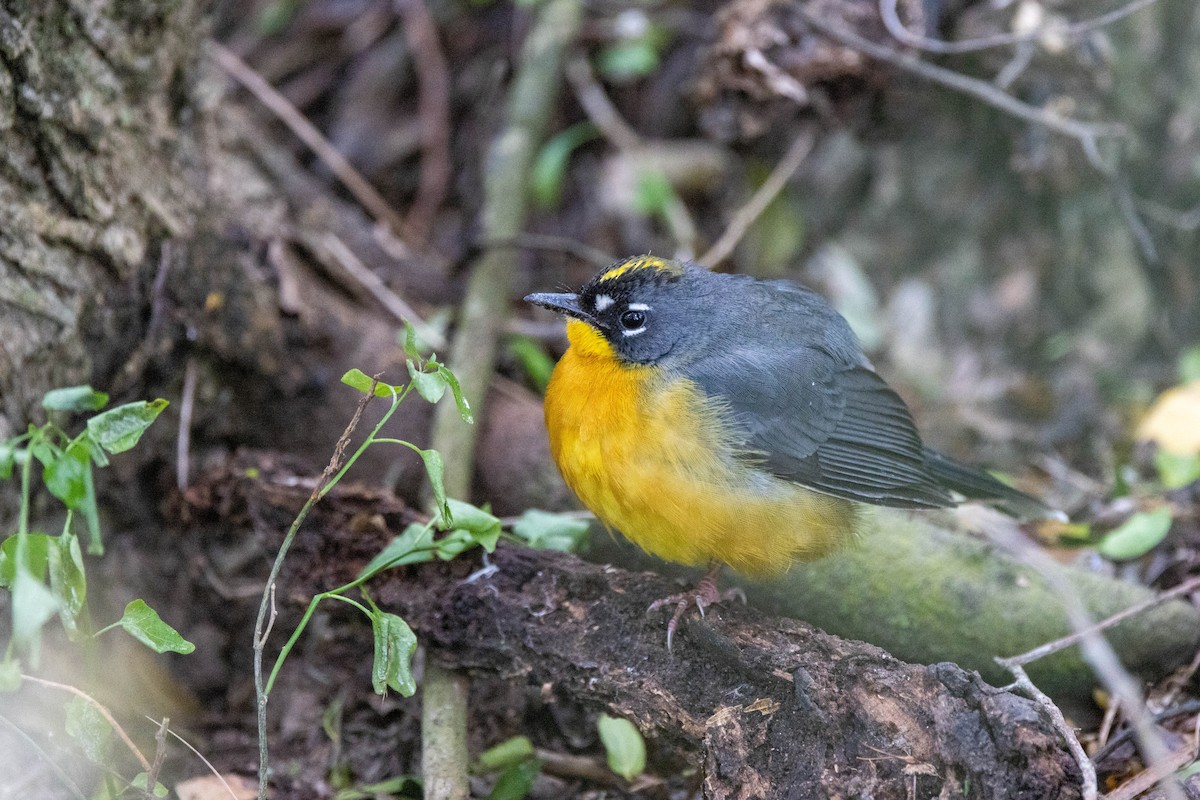 Fan-tailed Warbler - Eric Gustafson