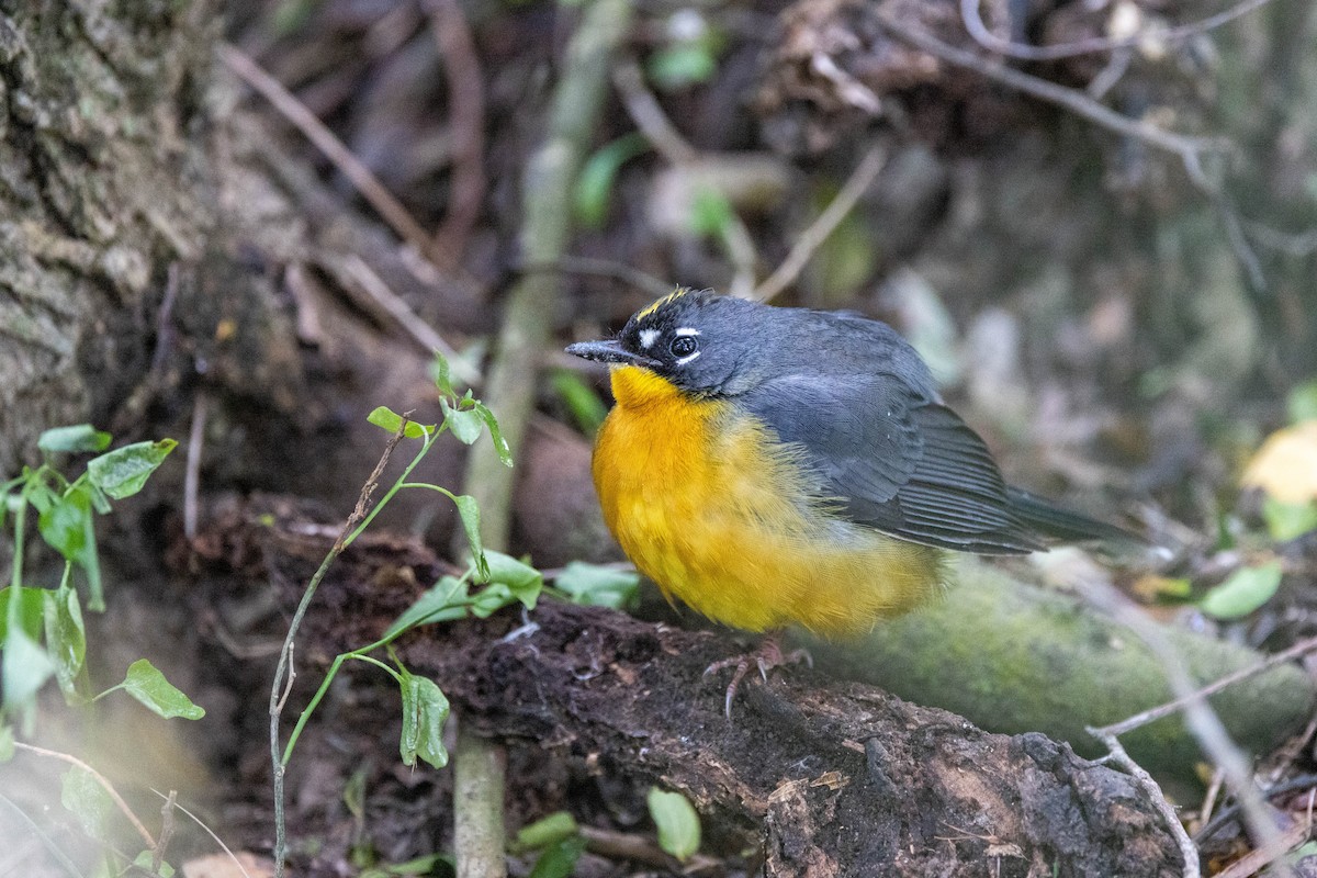 Fan-tailed Warbler - ML618521831