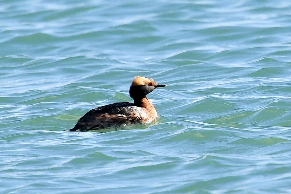 Horned Grebe - ML618521853