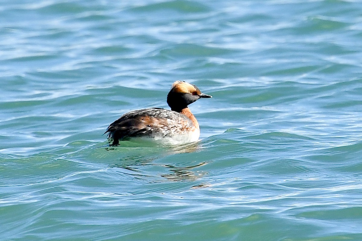 Horned Grebe - ML618521854