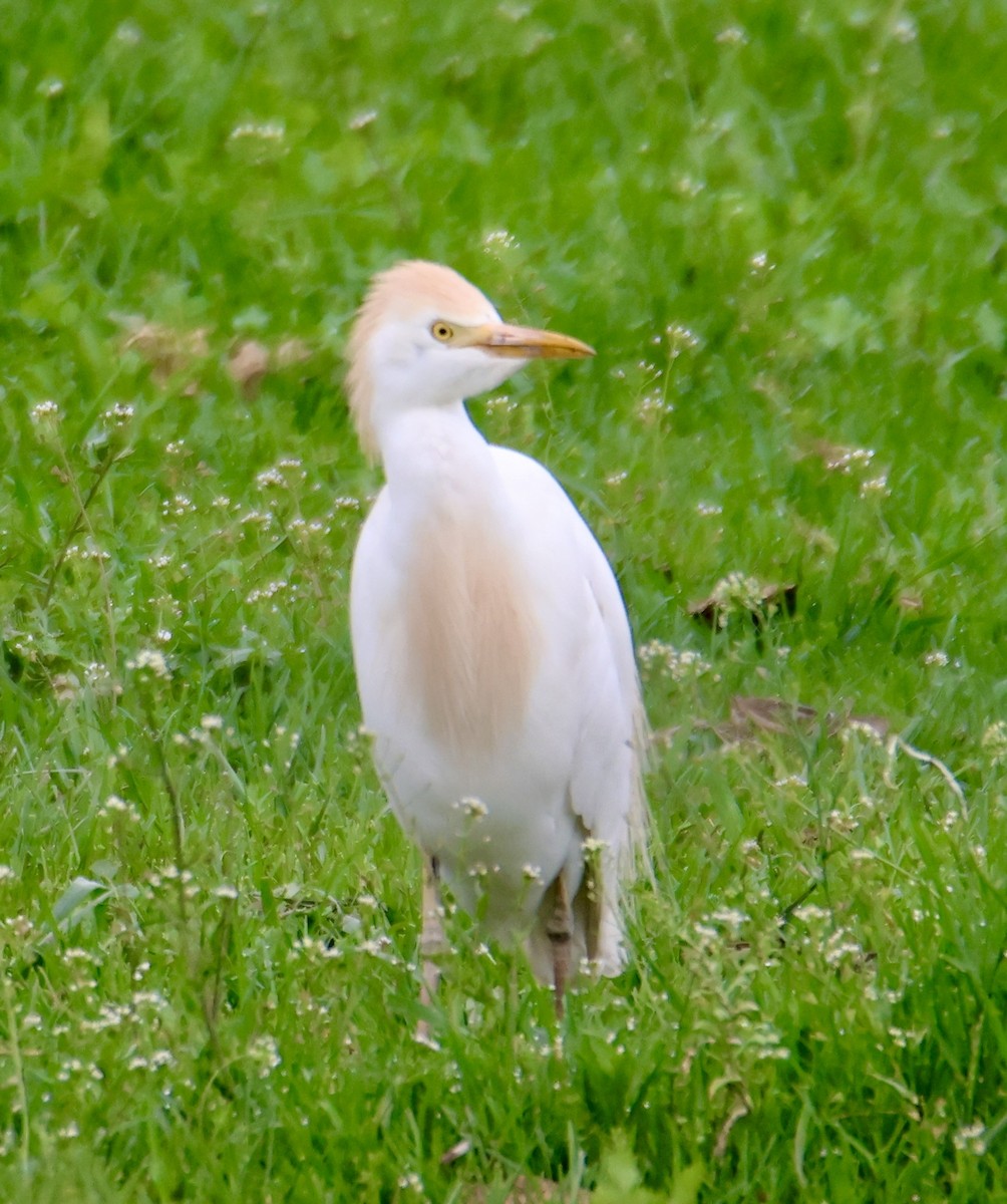 Western Cattle Egret - ML618521859