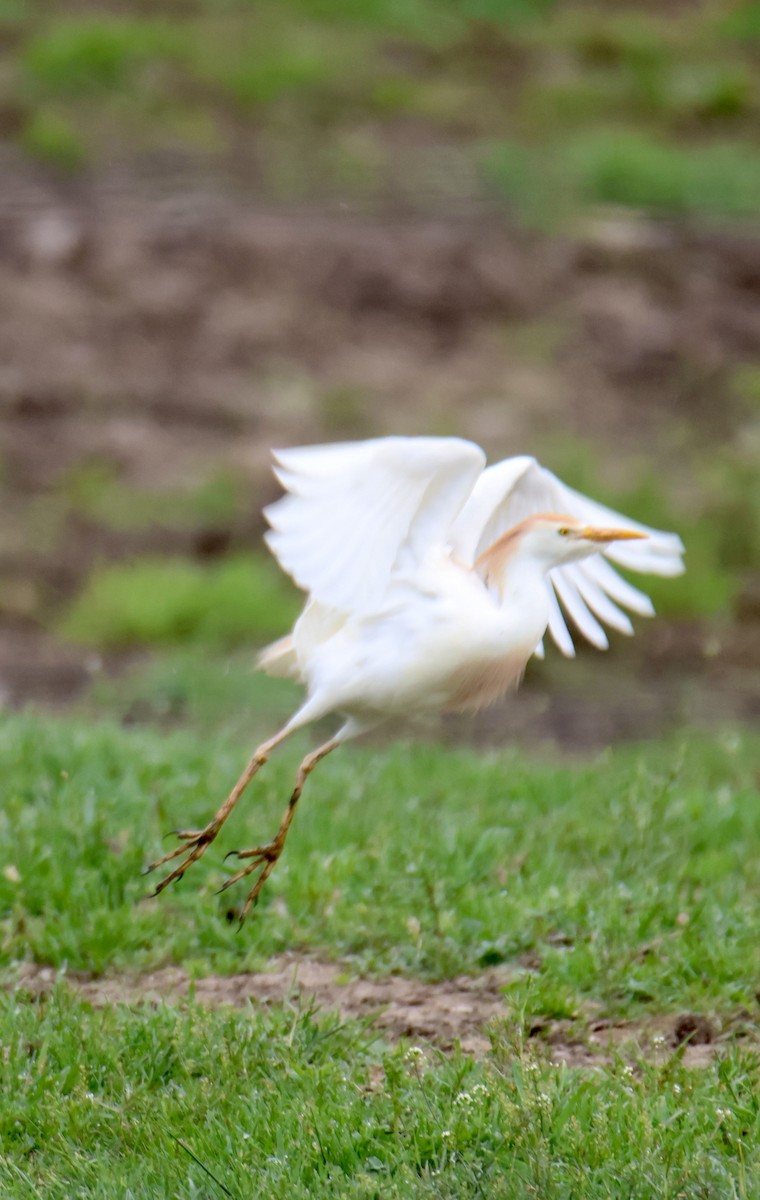 Western Cattle Egret - ML618521861