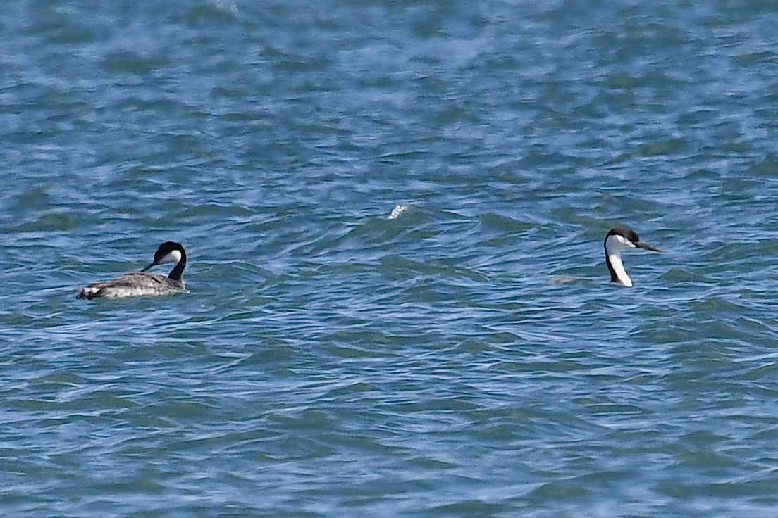 Western Grebe - Ken Beeney