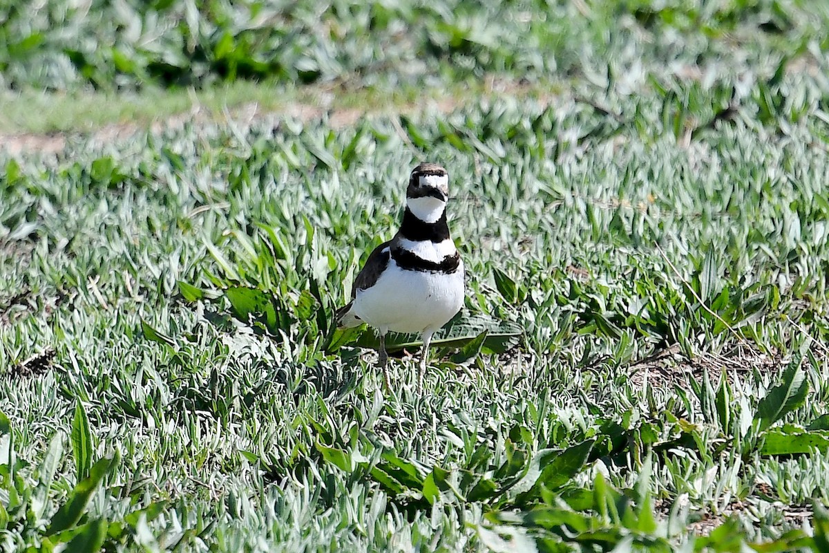 Killdeer - Ken Beeney