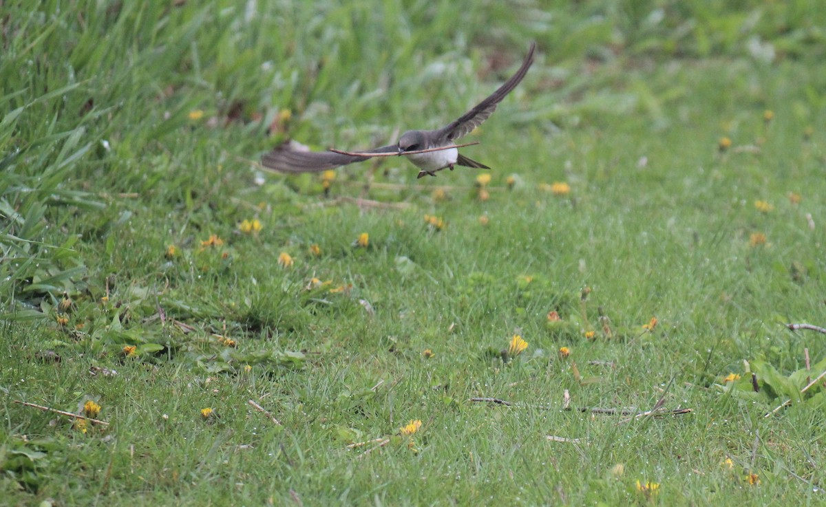 Golondrina Bicolor - ML618521892