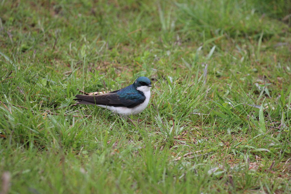 Golondrina Bicolor - ML618521895