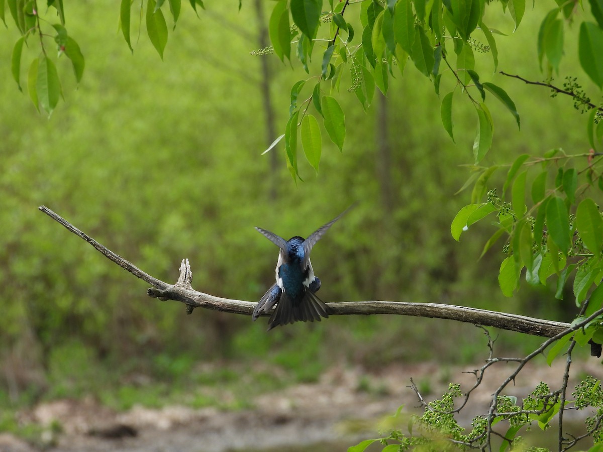 Tree Swallow - Tristan Phillips