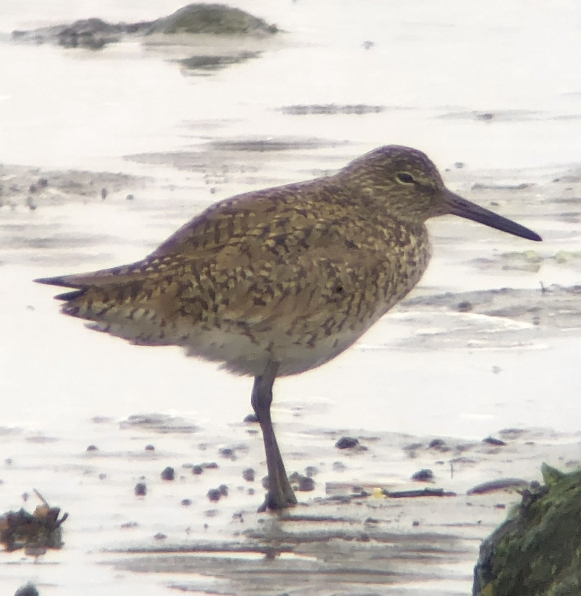 Willet (Eastern) - ML618521936