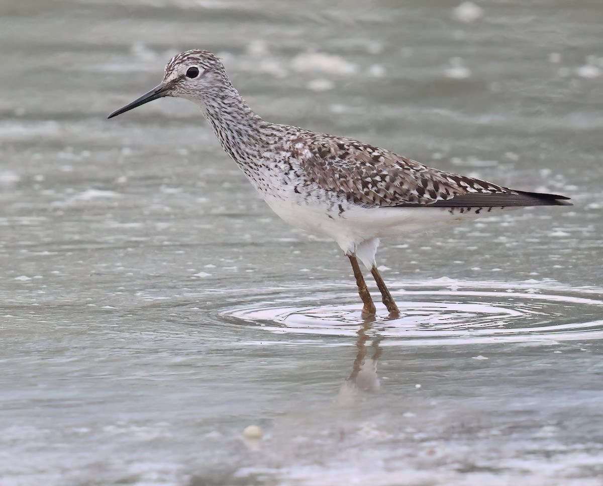 Greater Yellowlegs - ML618521954